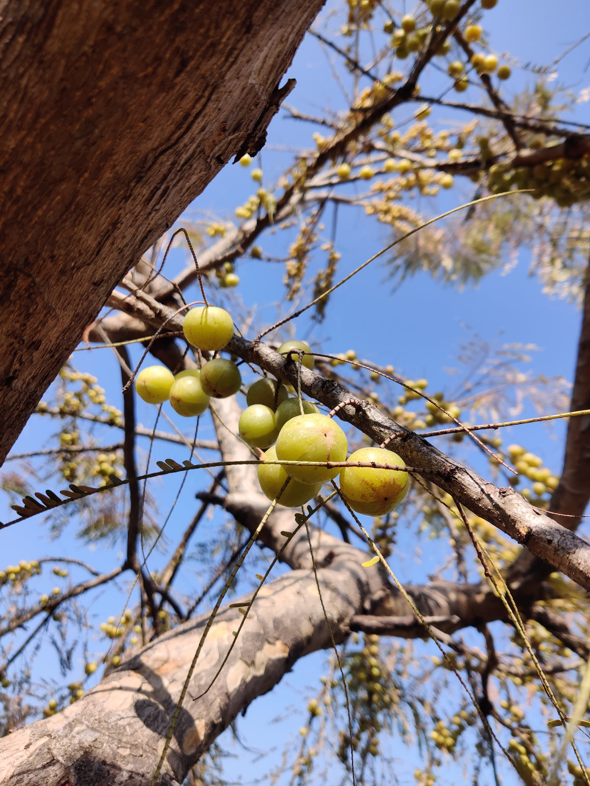 Amla candy (Classic salted)