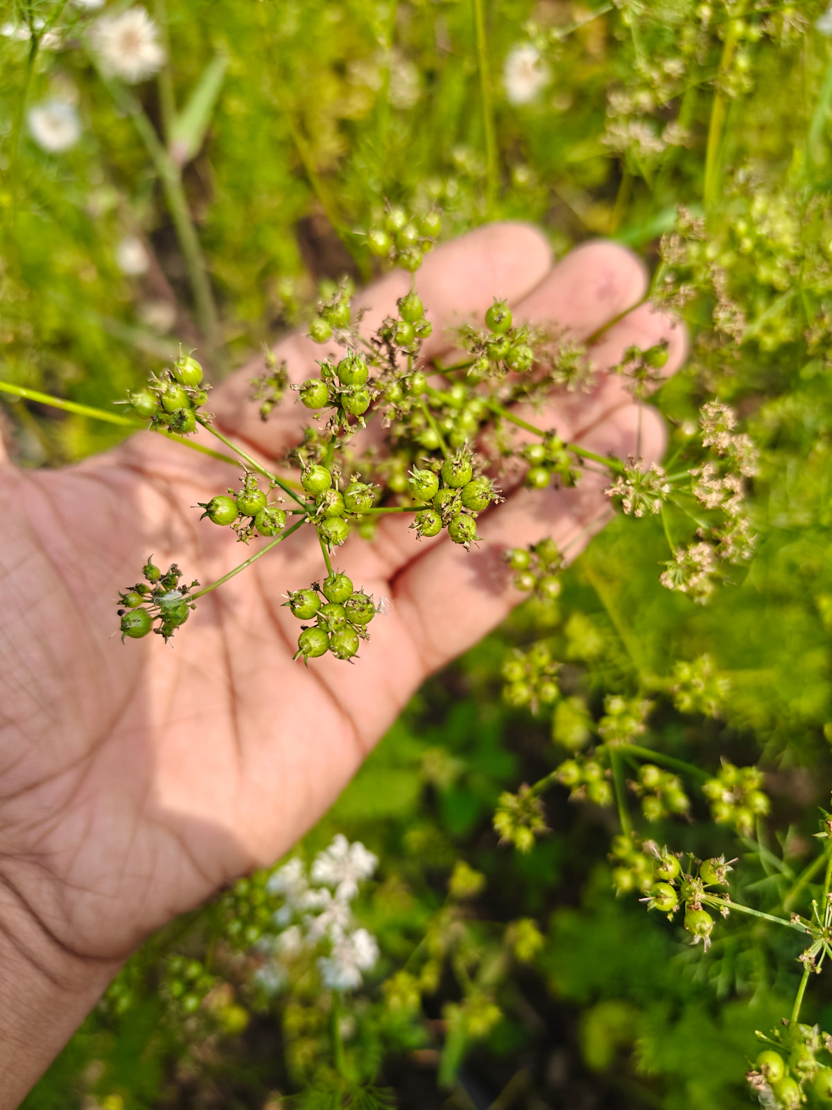 Deshi dhaniya (dhani) or Coriander (Powder/Whole)