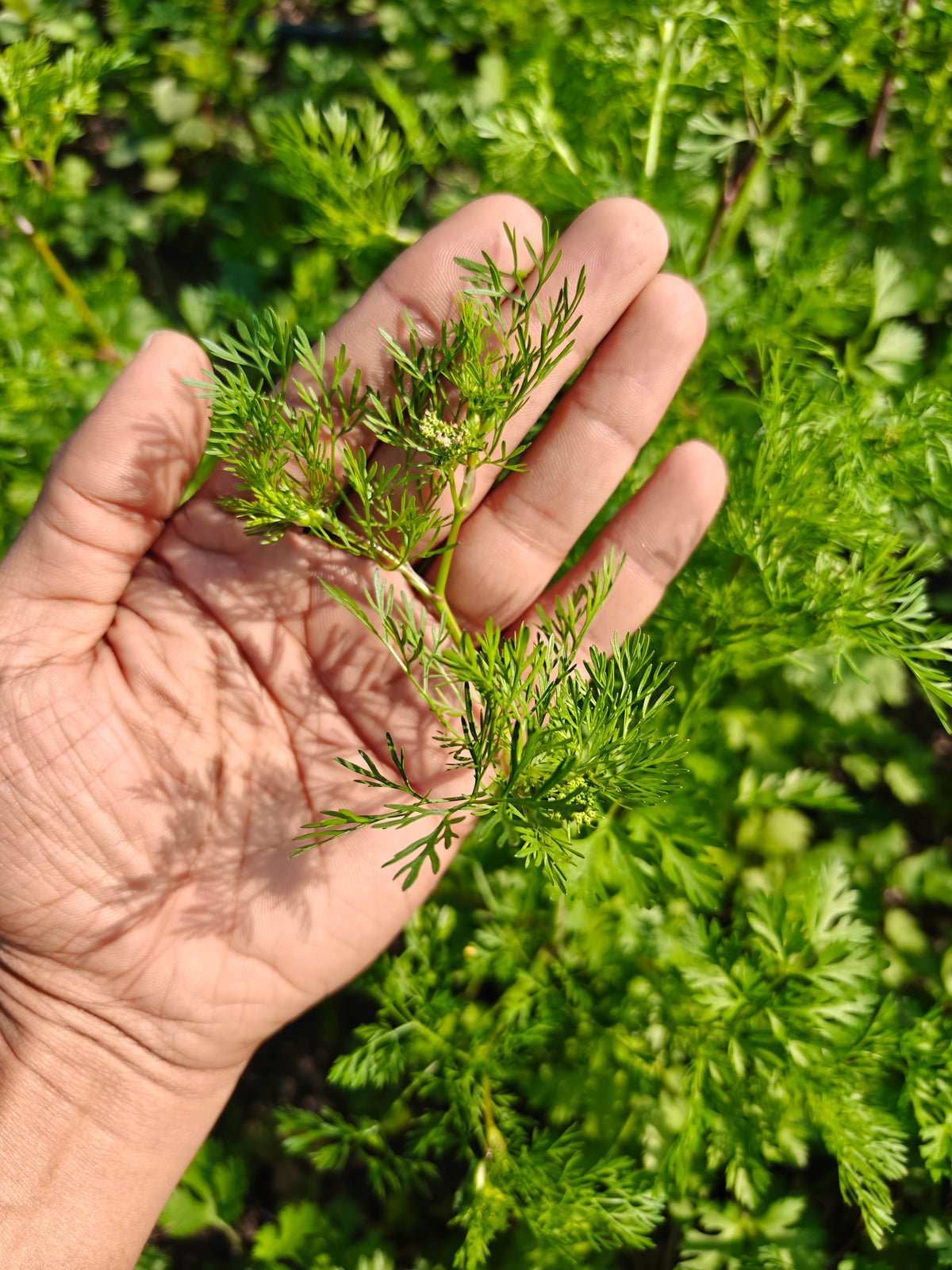Deshi dhaniya (dhani) or Coriander (Powder/Whole)