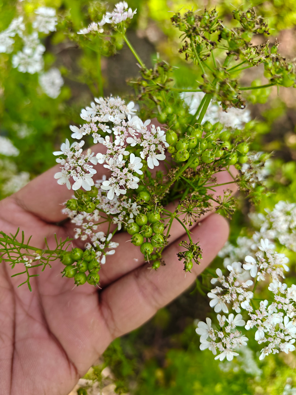 Deshi dhaniya (dhani) or Coriander (Powder/Whole)