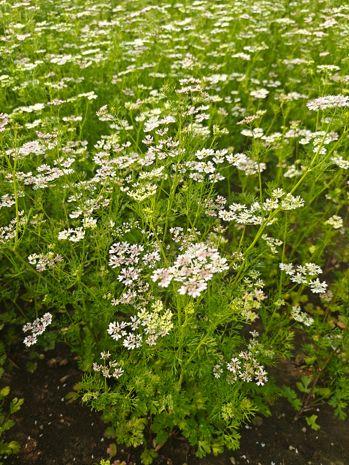 Deshi dhaniya (dhani) or Coriander (Powder/Whole)