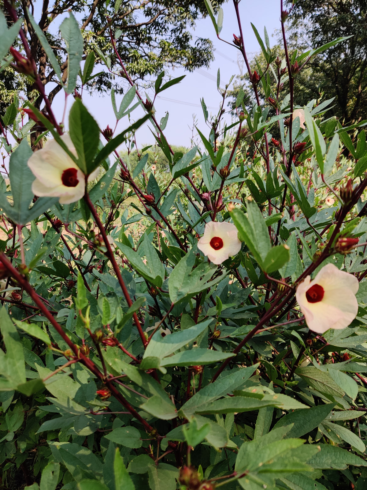 Hibiscus Sabdariffa/Roselle Powder