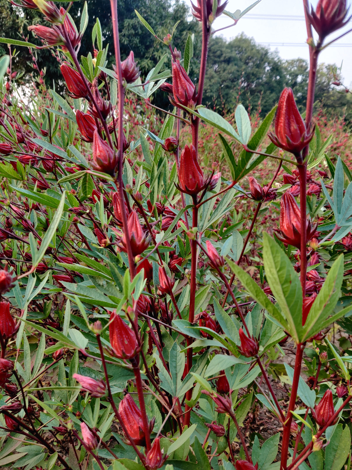 Hibiscus Sabdariffa/Roselle Powder