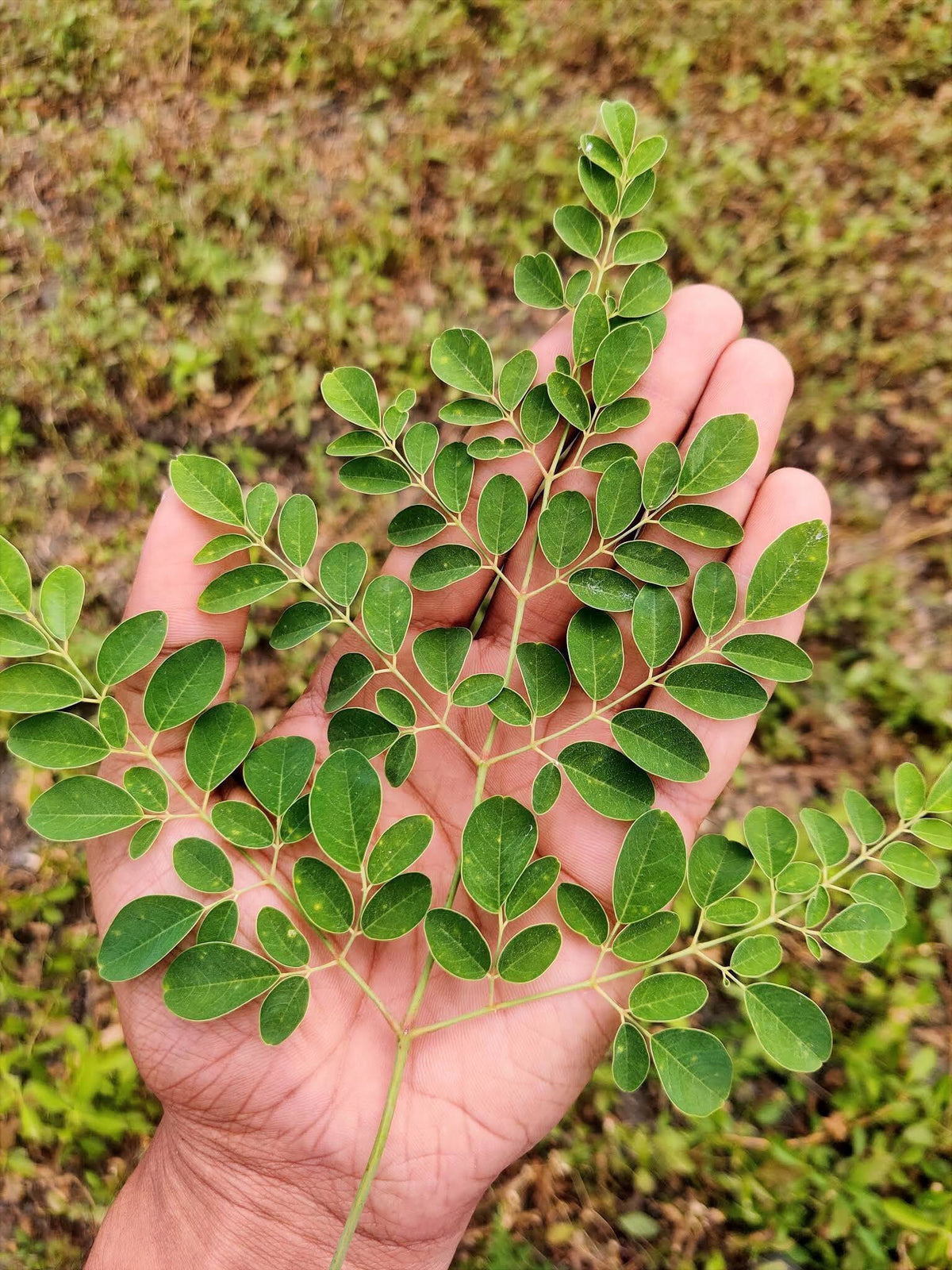 Moringa Powder