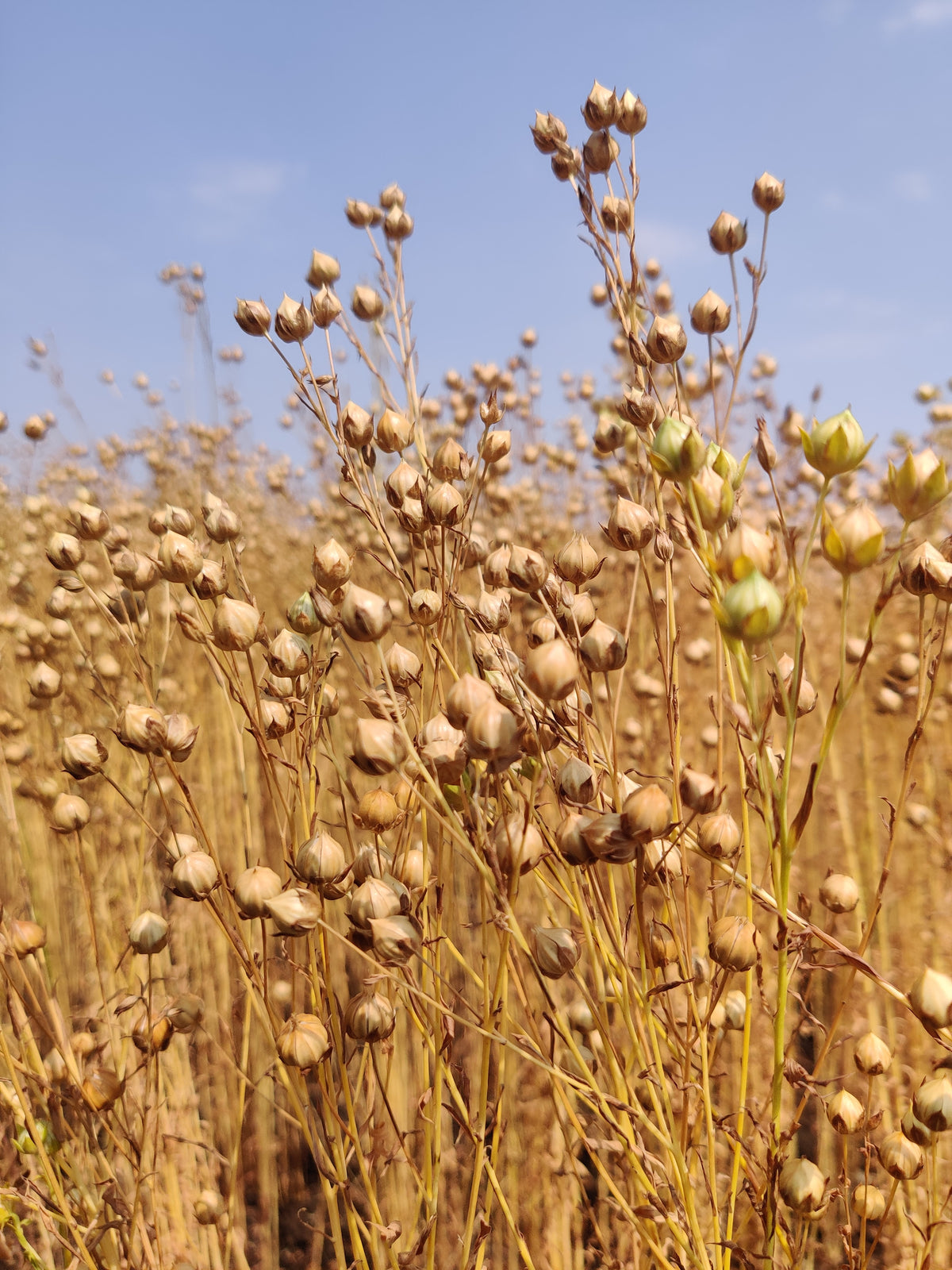 Roasted Flaxseed