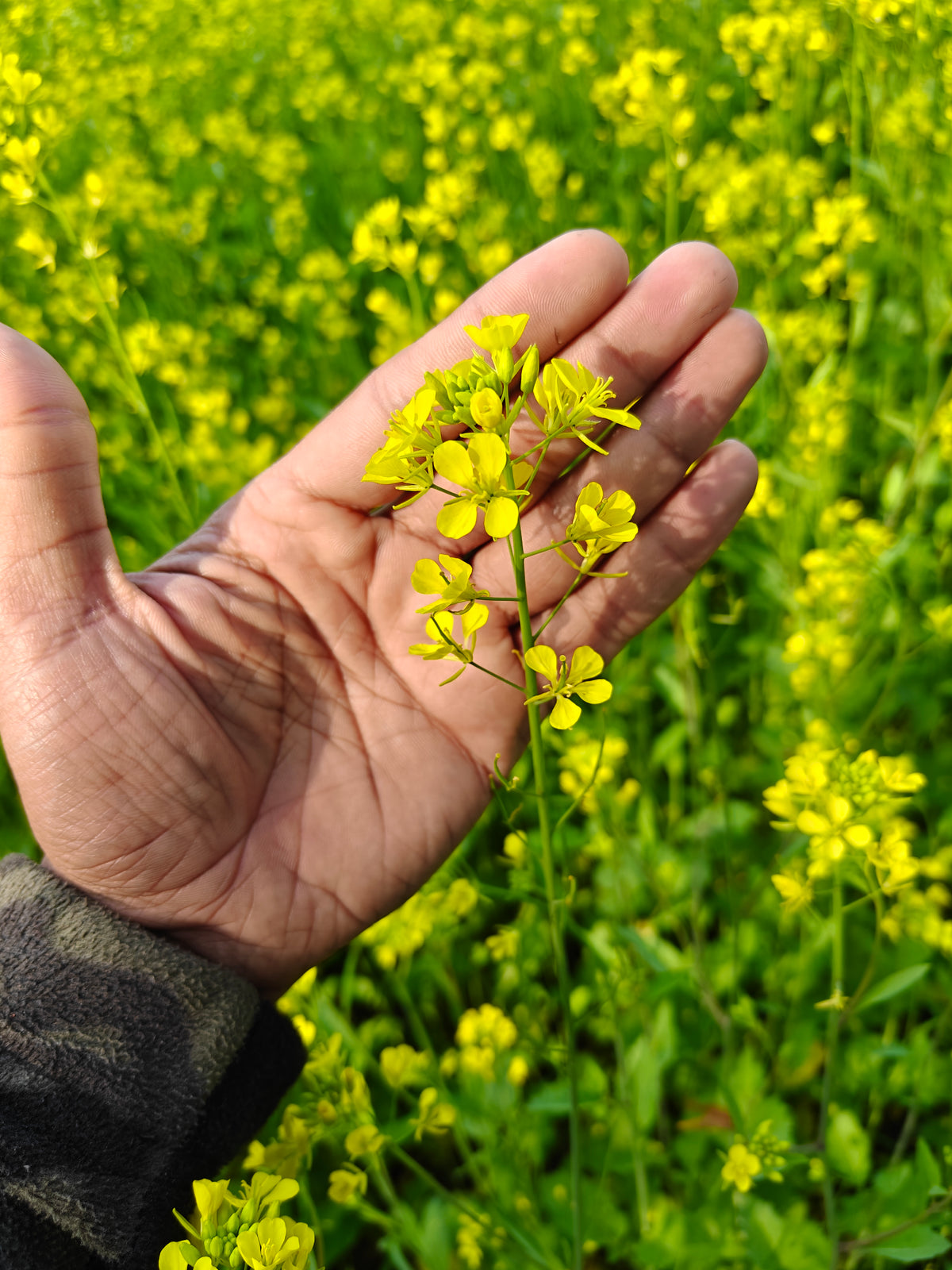 Small mustard whole