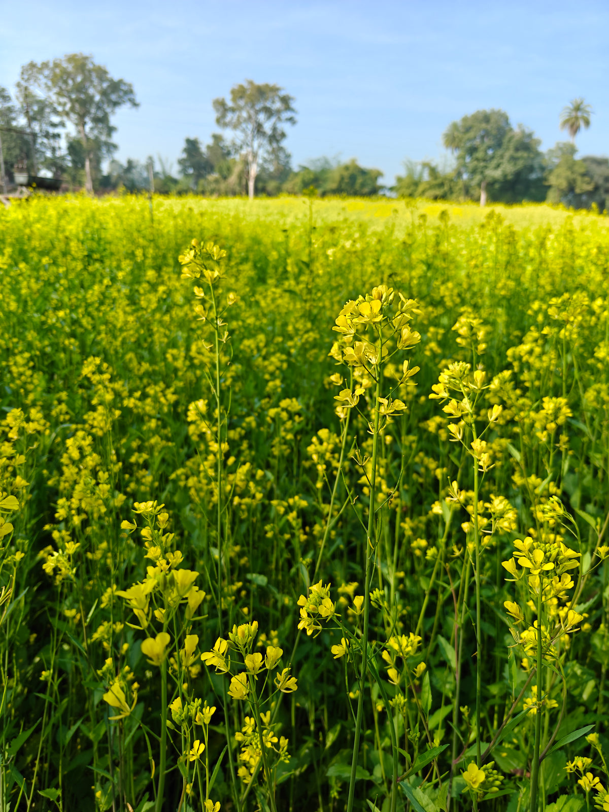 Small mustard whole