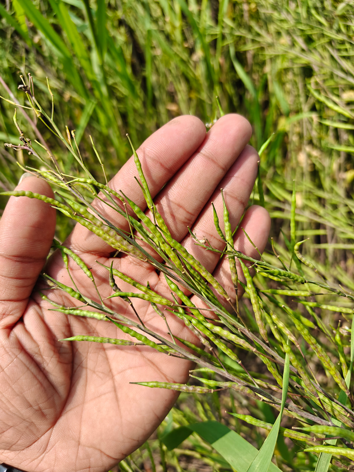 Small mustard whole